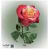Ecuador Rose 3D