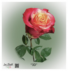 Ecuador Rose 3D