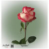 Ecuador Rose Iguazu