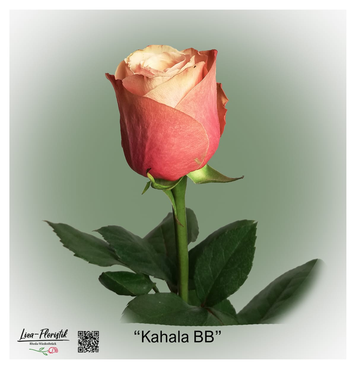 Ecuador Rose Kahala BB