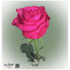Ecuador Rose Lola