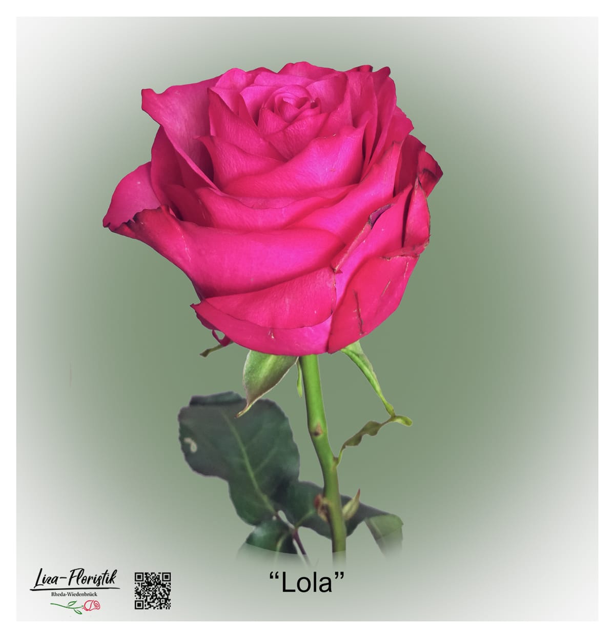Ecuador Rose Lola