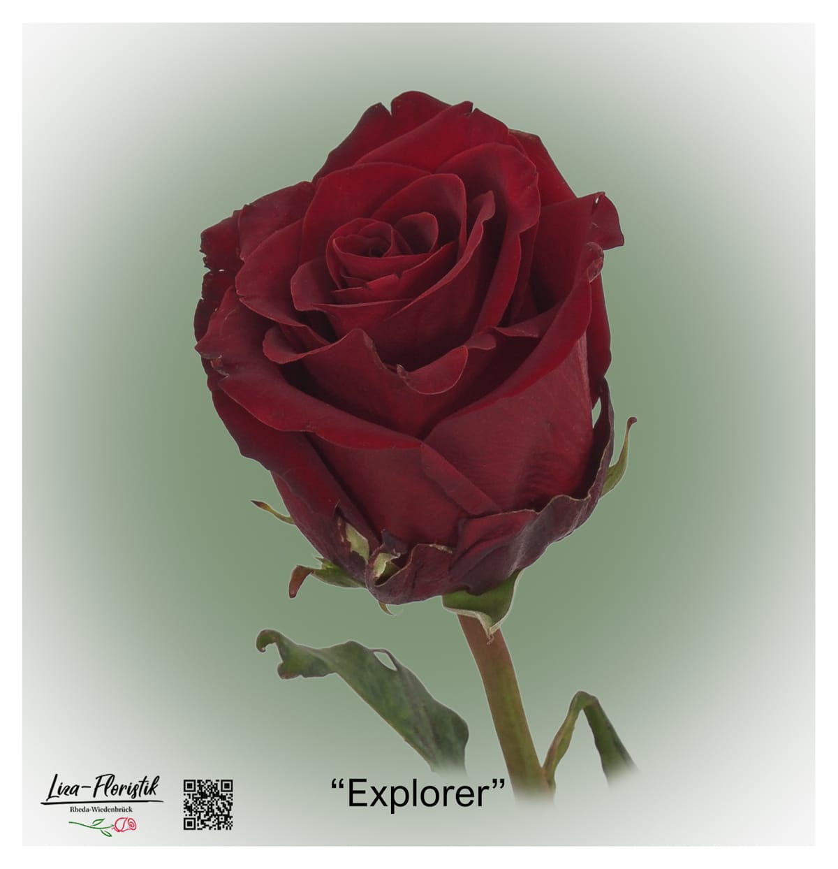 Ecuador Rose Explorer