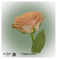 Ecuador Rose Cappuccino