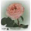Ecuador Rose Princess Crown rosa