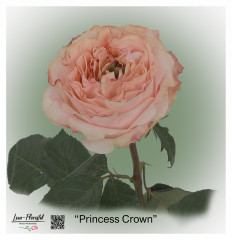 Ecuador Rose Princess Crown rosa