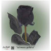 Schwarze Rose, gefärbt