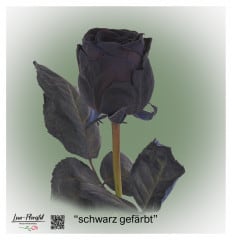Ecuador Rose schwarz gefärbt