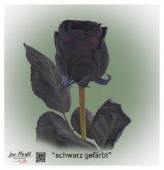 Schwarze Rose, gefärbt