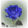 Blaue Rose Mondial