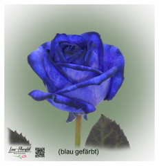 Blau gefärbte Rose