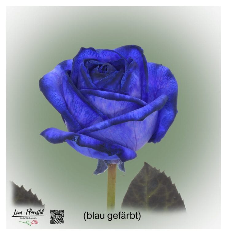 Blaue Rose Mondial