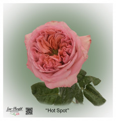 Ecuador Rose Hot Spot