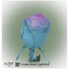 Ecuador Rose Lovely Heart (gefärbt)