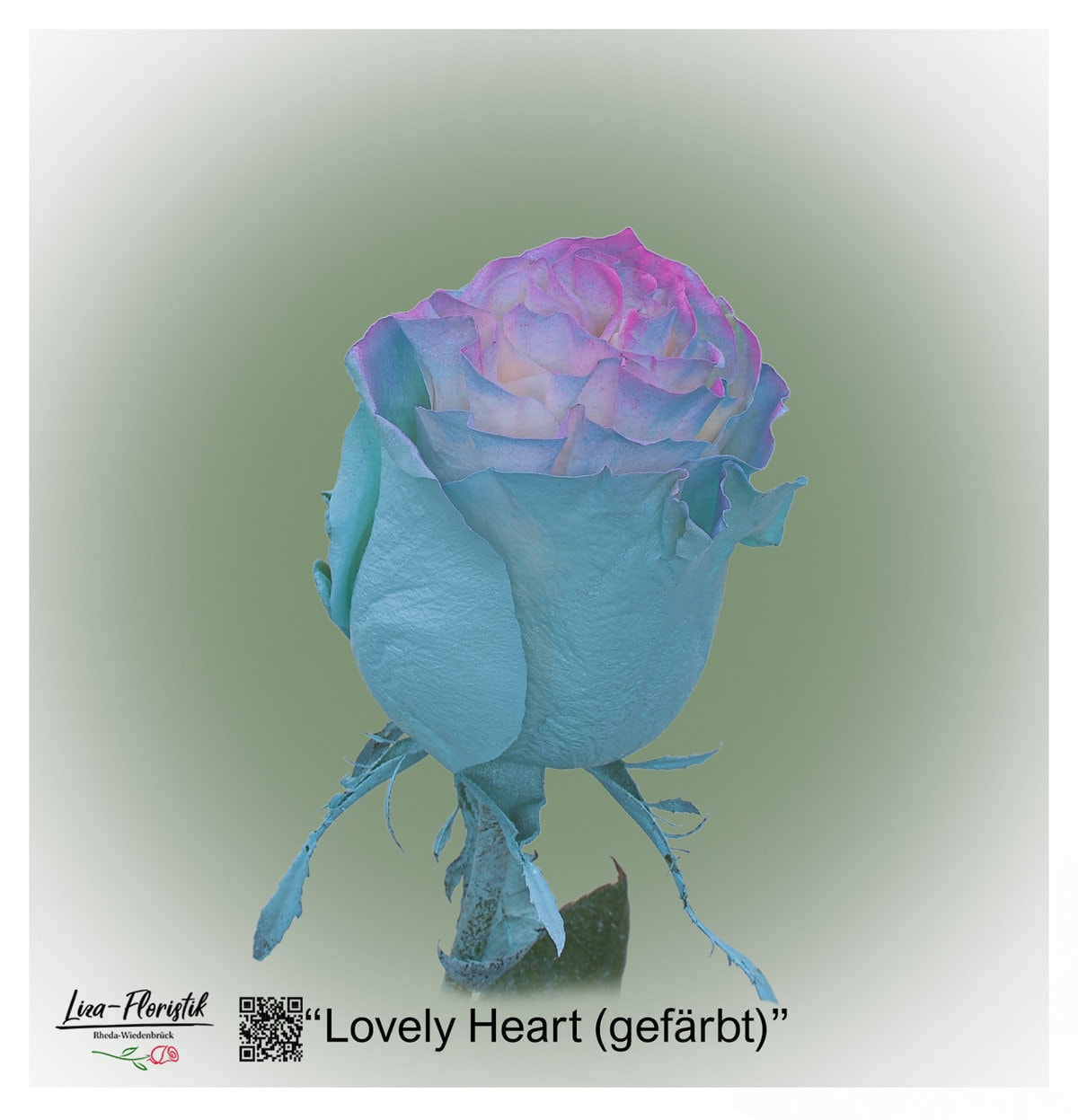 Ecuador Rose Lovely Heart (gefärbt)