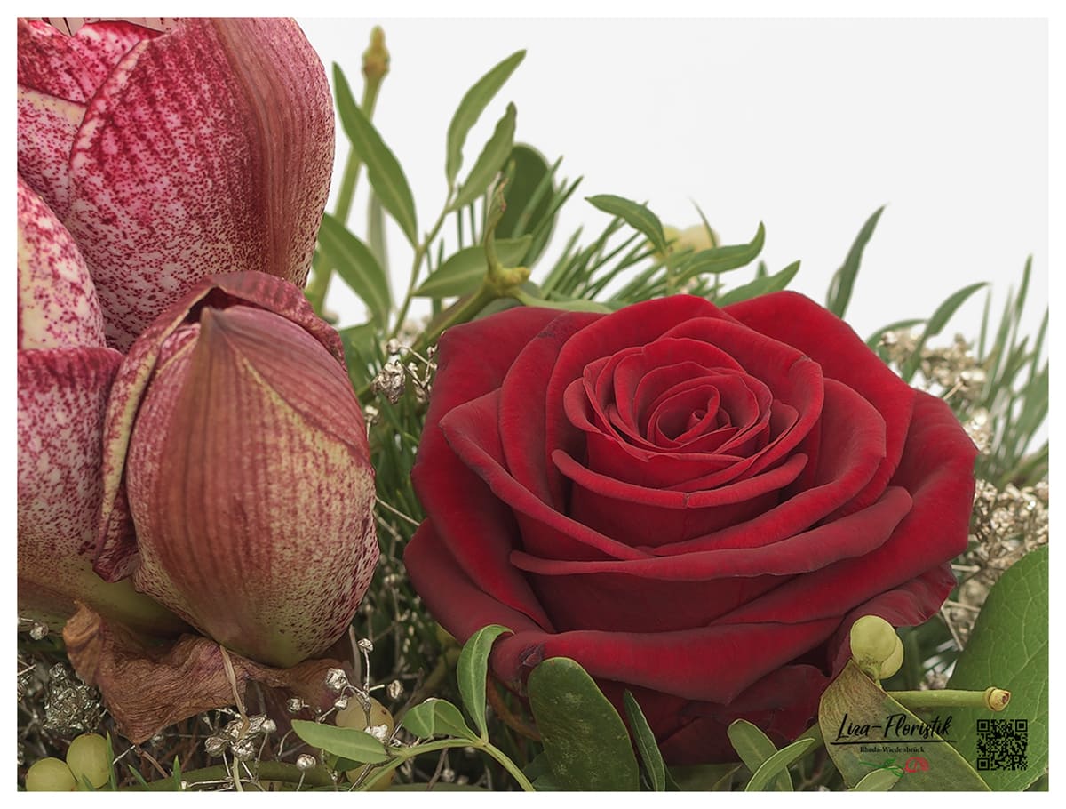 Ecuador Rose Explorer und Amaryllis - Detail -