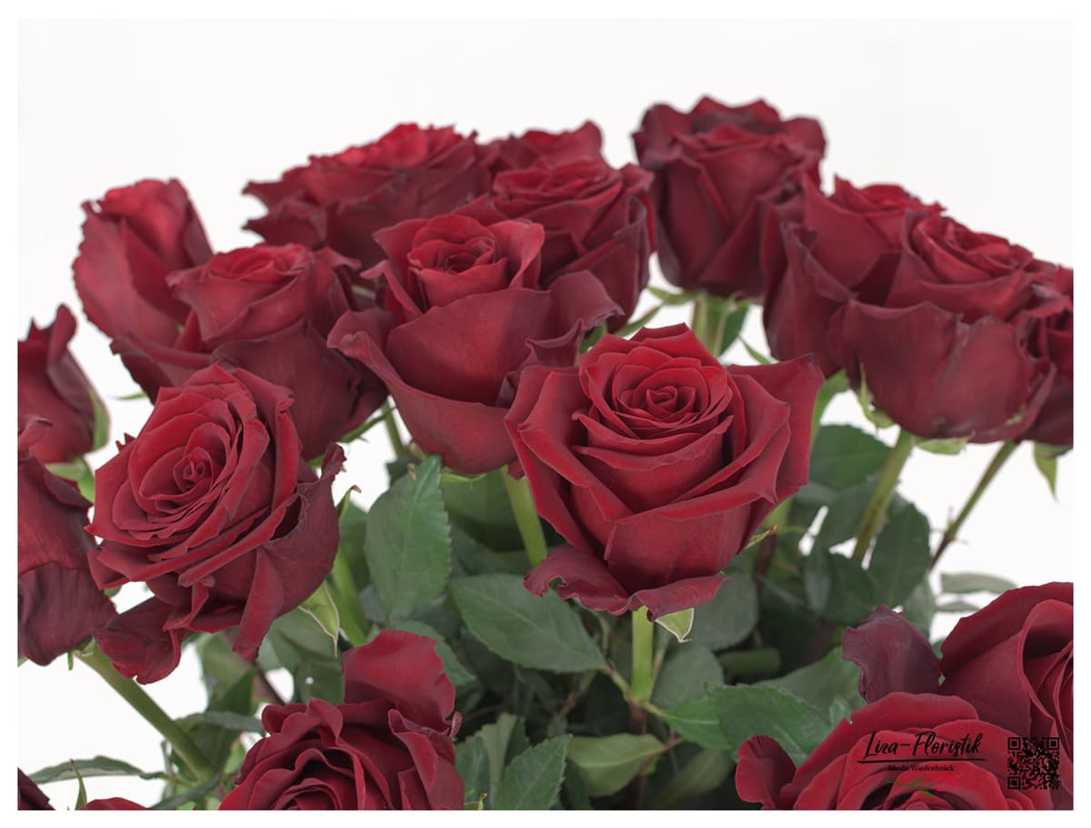 langstielige rote Ecuador Rosen 