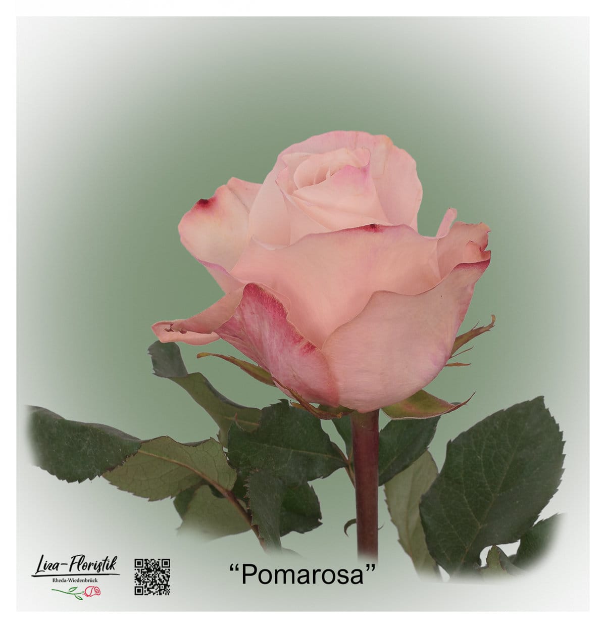 Ecuador Rose Pomarosa