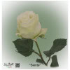 Ecuador Rose Siente