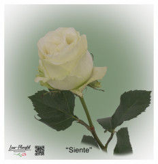 Ecuador Rose Siente