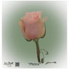 Ecuador Rose Phönix
