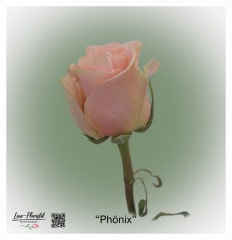 Ecuador Rose Phönix