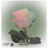 Ecuador Rose Mermaid
