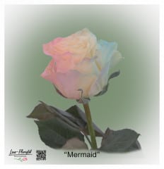 Ecuador Rose Mermaid