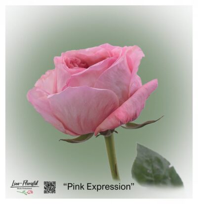 Ecuador Rose Pink Expression
