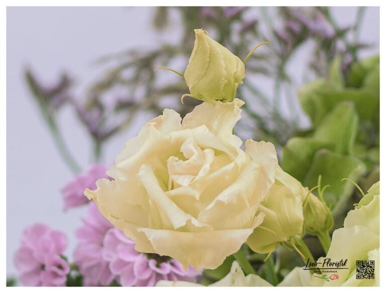 Lisianthus im Detail vor Strandfflieder