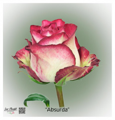 Ecuador Rose Absurda