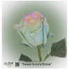 Ecuador Rose Sweet Aurora Borea
