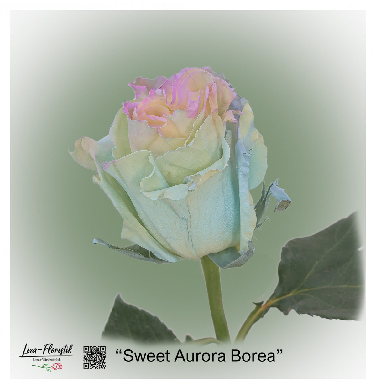 Ecuador Rose Sweet Aurora Borea