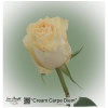 Ecuador Rose Cream Carpe Diem