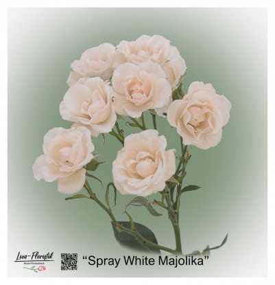 Ecuador Rose Spray White Majolika