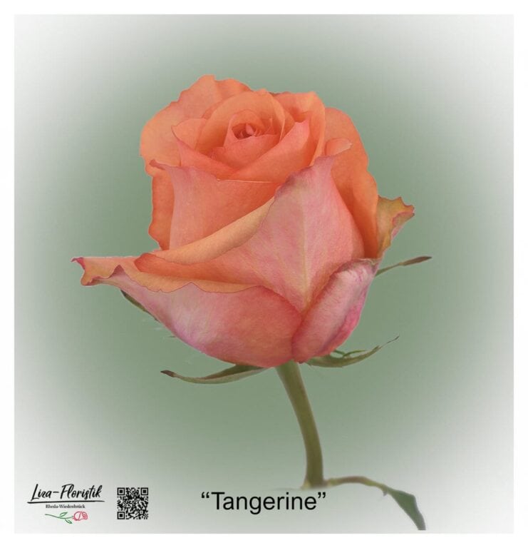Ecuador Rose Tangerine