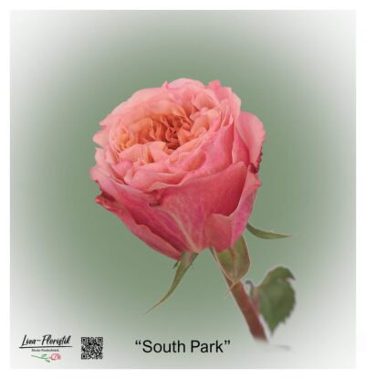 Ecuador Rose South Park