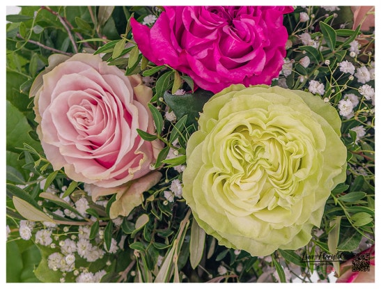 Drei bunte Ecuador Rosen im Detail