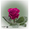 Ecuador Rose Venturoso