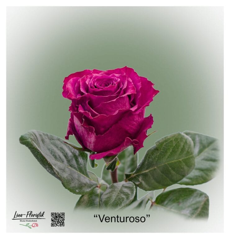 Tolle Ecuador Rosen von Liza-Floristik