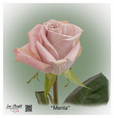 Ecuador Rose Menta