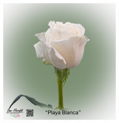 Ecuador Rose Playa Blanca