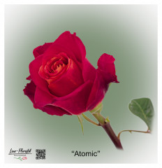 Ecuador Rose Atomic