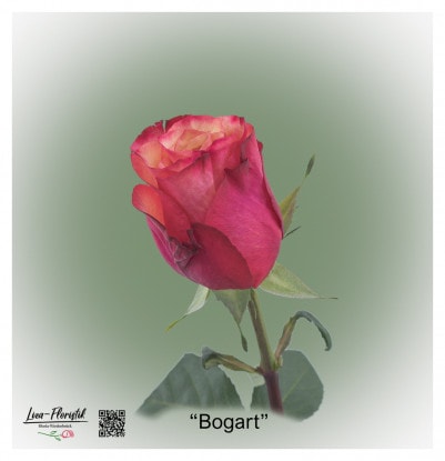 Ecuador Rose Bogart