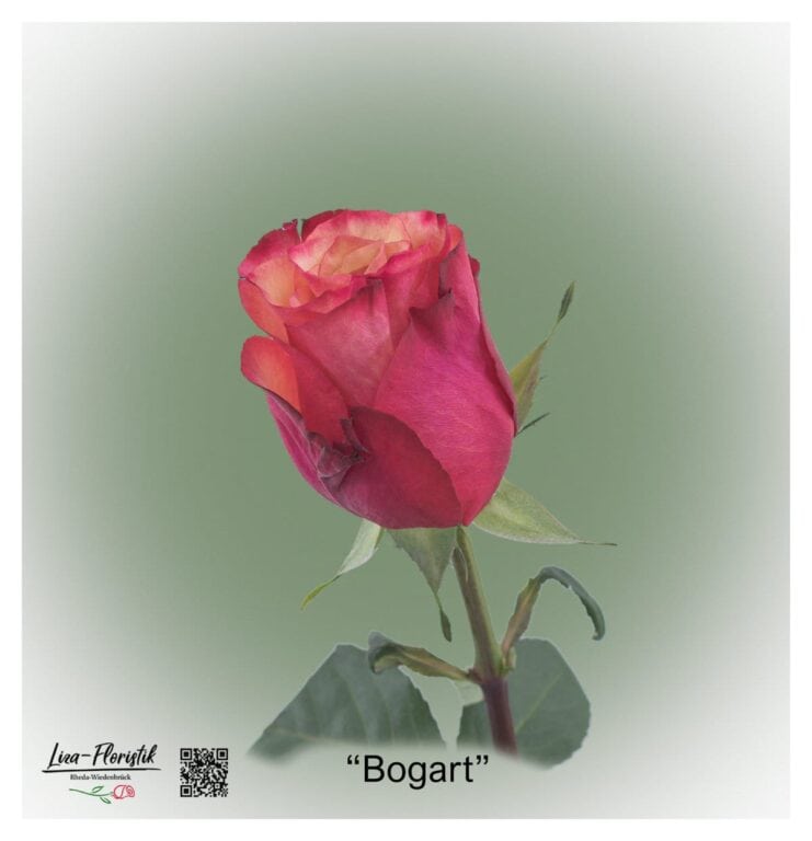 Ecuador Rose Bogart
