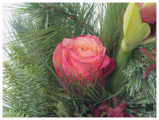 Ecuador Rose vor Amaryllis und Seidenkiefer