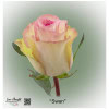 Ecuador Rose Swan