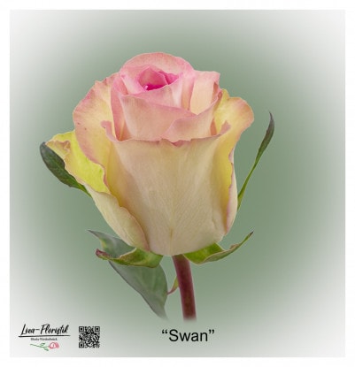 Ecuador Rose Swan