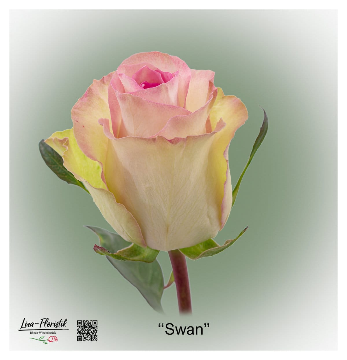 Ecuador Rose Swan