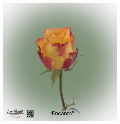 Ecuador Rose Encanto